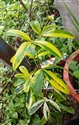 Ravenia spectabilis