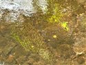 Stream Water-crowfoot
