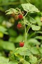Rubus idaeus