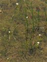 Ranunculus trichophyllus