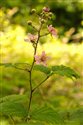Rubus vestitus