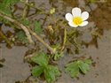 Ranunculus aquatilis