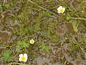 Ranunculus aquatilis