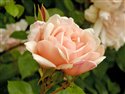 Rose, Albertine