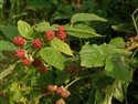 Rubus scissus