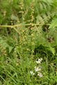 Rumex acetosella