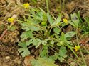 Ranunculus sceleratus