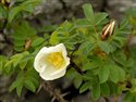 Rosa spinosissima