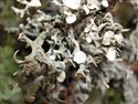 Ramalina calicaris