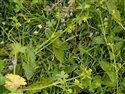 Ranunculus parviflorus