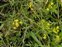 Streams, Rorippa sylvestris