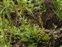 Habitat, Rorippa palustris