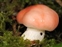 Russulaceae, Russula sp.