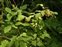 Plant, Rubus idaeus