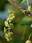 Flower, Ribes rubrum