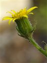 Senecio viscosus