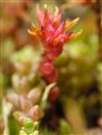 Sedum anglicum