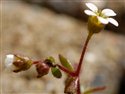 Saxifraga tridactylites