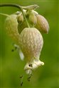 Silene vulgaris