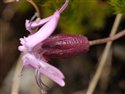 Silene acaulis
