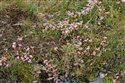 Sedum anglicum