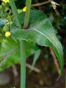Sonchus oleraceus
