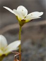 Saxifraga hypnoides