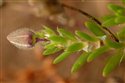 Spergularia rubra