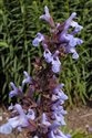 Salvia officinalis