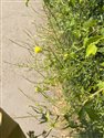 Hedge Mustard
