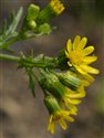 Senecio vulgaris
