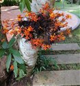 Saraca indica