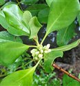 Scyphiphora hydrophylacea