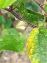 Sida cordata