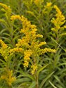 Solidago gigantea