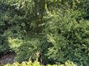 Salix x meyeriana