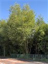 Crack Willow