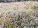 Creeping Willow (guest image)
