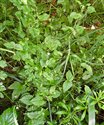 Stellaria nemorum