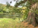 Wellingtonia