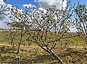 Sorbus aria