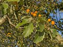Sorbus latifolia