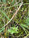 Scutellaria minor