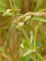 Silene noctiflora