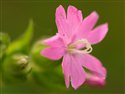 Silene dioica