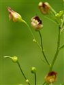 Scrophularia nodosa