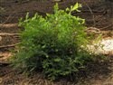 Sequoia sempervirens
