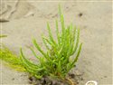 Salicornia dolichostachya