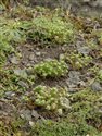 Scleranthus perennis