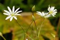 Stellaria graminea